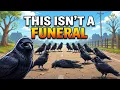 Why Do Crows Gather Around Dead Crows EZEE EXPLAINED