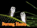 Download Lagu Suara pekikan burung Hantu
