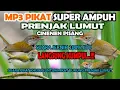 SUARA PIKAT BURUNG KECIL PALING AMPUH PRENJAK LUMUT GACOR RIBUT 100% JITU