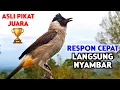 Suara Burung Kutilang Gacor Ampuh Untuk Pancingan Dan Pikat