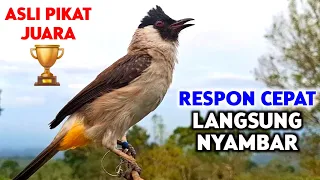 suara burung kutilang gacor ampuh untuk pancingan dan pikat