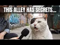 Lagu THE TALES OF TONY AND THE NYC ALLEY CATS 🐈‍⬛