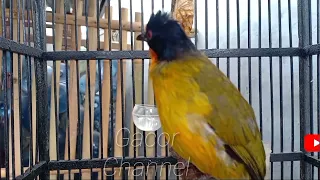 suara kutilang emas gacor isian mewah