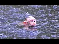 Lagu Perfect memories of adorable tiny Lovely Baby daring to swims in deep water