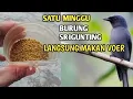 Download Lagu Cara mudah agar burung SRIGUNTING cepat makan Voer