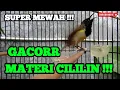 Download Lagu SOGON GACOR MATERI CILILIN SUPER MEWAHH !!! COCOK UNTUK MASTERAN SOGON ANDA.