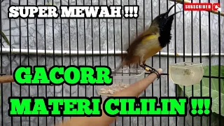 sogon gacor materi cililin super mewahh cocok untuk masteran sogon anda 