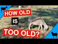 Goat Sheep Life Years