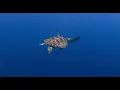 Sea Turtle Conservancy - 60 Years of Success