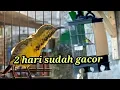 Download Lagu cuma 2 Hari langsung gacor merawat burung sogon hasil pikatan/obyokan
