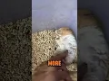 Lagu Her Hamster Gave Her A Heart Attack (@lovepets.tv)