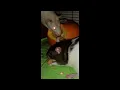 Rats Eating a Pumpkin