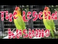 Download Lagu Mengenang Ngekek Panjang The Legend Kusumo, Legenda Lovebird Indonesia!!