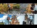 DIY Dried Corn Stalk Bundles Fall Home Decoration