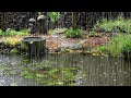 Lagu Soothing Rain Sounds On a Refreshing Pond - Nature's White Noise For Relaxation, Peace of Mind