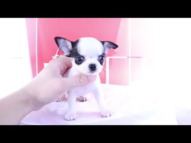 動画