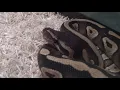 ball python yawn