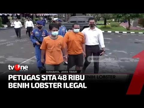 Polda Jatim Gagalkan Penyelundupan 48.000 Benih Lobster