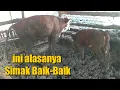 Download Lagu Kenapa sapi Gunung kidul Banyak yang Ngamuk di pasar... Ini jawabanya.