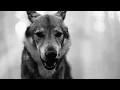Ryan Bingham 'My Diamond Is Too Rough' - Video Edit