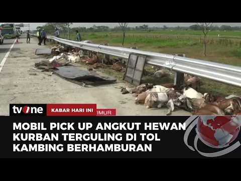 Mobil Pick Up Angkut Hewan Kurban Terguling di Tol