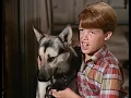 Download Lagu Atta Girl, Kelly! (1967) Walt Disney's Wonderful World of Color