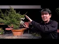 Download Lagu Koji Hiramatsu creates a Shohin Bonsai Download Lagu Koji Hiramatsu creates a Shohin Bonsai