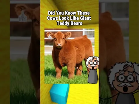 Why Do These Cows Look Like Teddy Bears 🐮😂