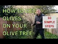How to get OLIVES on your OLIVE TREE 10 Simple Steps Olive tree care