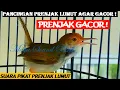 Download Lagu Prenjak Gacor - Tembakan Variasi Pancingan Prenjak Lumut - Masteran Suara Pikat Prenjak Kepala Merah