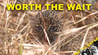 We Finally Found Nkoveni's Cubs | Virtual Safari #335