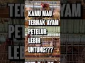 Download Lagu Tips Ternak AYAM PETELUR Lebih UNTUNG, Ini Kuncinya !!!