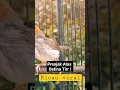 Download Lagu Prenjak Kepala Merah Betina Gacor Memanggil Jantan ! Burung Prenjak Tamu Bety Gacor Tor !