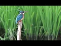 Download Lagu Burung Tengkek undang