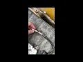 CAT 259D speed sensor