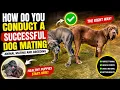 How Do You Conduct a Successful Dog Mating Animal Mating and Breeding