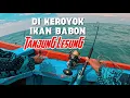 Lagu Di Keroyok‼️Ikan Babon Tanjung Lesung Sampai Ga Sempat Makan