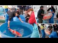 Lagu GIANT Koi Prepared for Nogyosai Koi Show | Inside Marudo Koi Farm