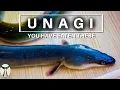 Download Lagu UNAGI - De Japanse paling die je waarschijnlijk wel eens hebt gegeten