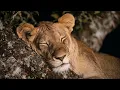 Stop Overthinking | Ancestral African Harmonies for Mental Stillness 432Hz