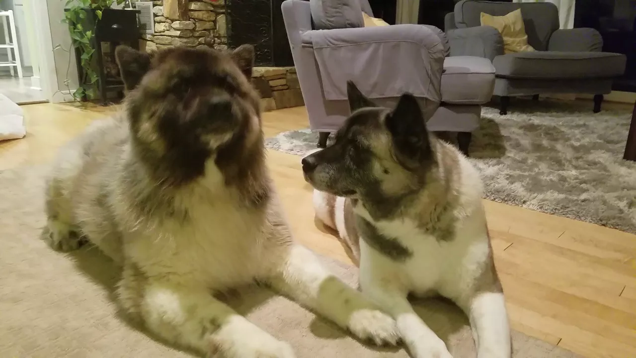 My American Akitas: Sammy howling while Maya watches