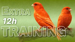 Red CANARY 12h The Best Training Song