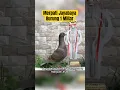 Download Lagu Merpati Jayabaya, burung 1 Miliar #merpati #merpatilovers #shorts #videoshort