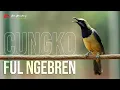 Download Lagu MASTERAN CUNGKO GACOR FULL NGEBREN