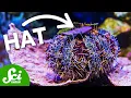 Are Sea Urchins USING TOOLS