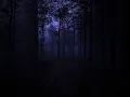 Download Lagu Night sounds in the forest