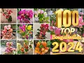 100 Top Beautiful Bougainvillea Varieties 2024 With Names And ID / Bougainvillea Plant