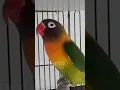 Download Lagu pancingan Lovebird fighter Ngetik ngekek panjang #lovebirds #shorts