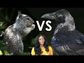 Crow vs Squirrel Do Birds and Squirrels Get Along Urban Wildlife