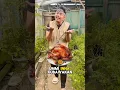 UMMI INNA KUBAWAKAN AYAM - kalian hapal lagunya gak ?